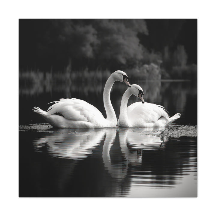 White Swans