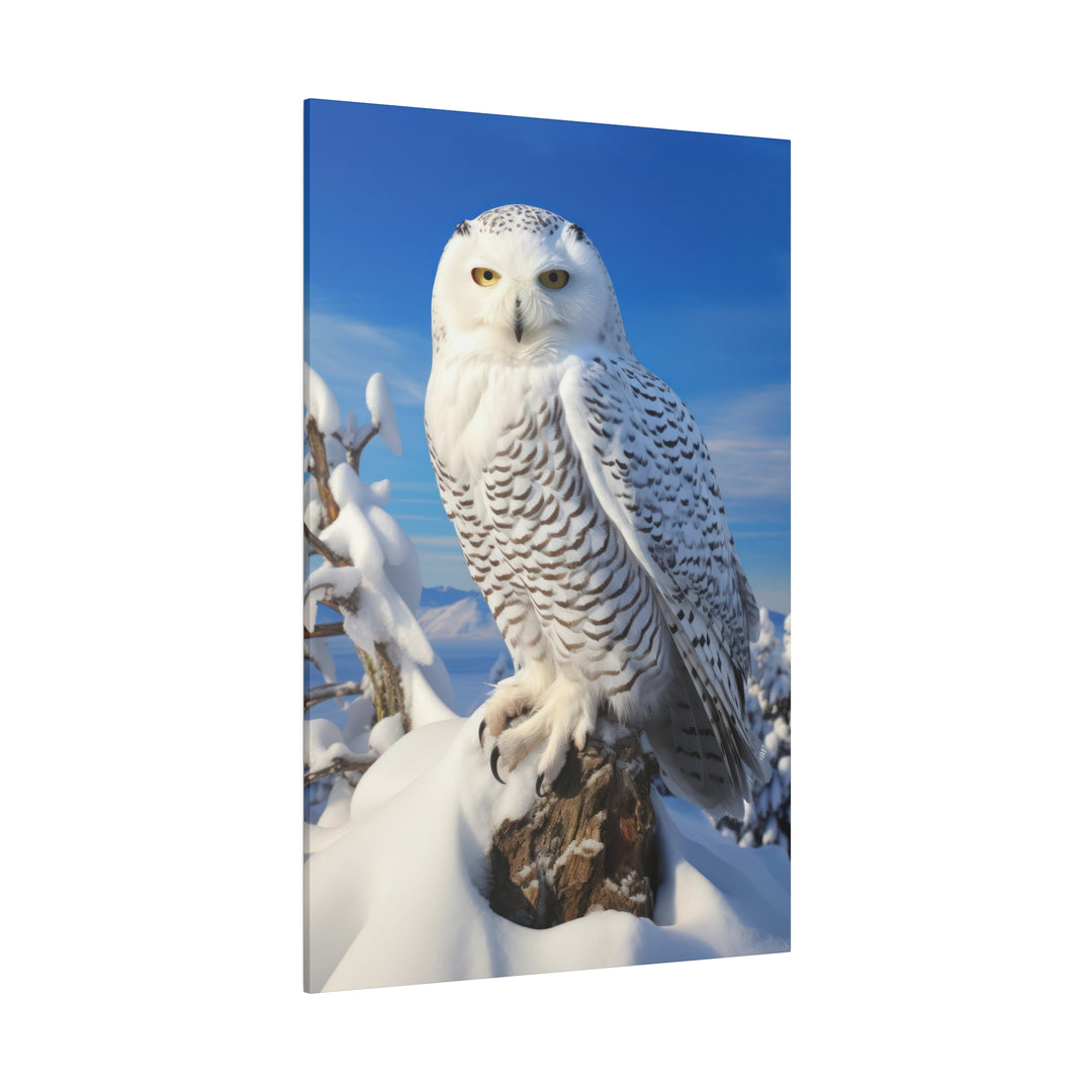 Snowy Owl