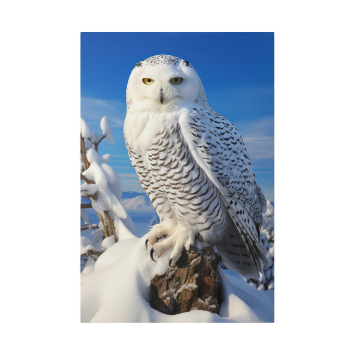 Snowy Owl